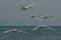 Cigno reale formazione in volo sul mare