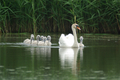 Cigno reale con sette piccoli cigni
