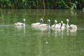 Sette piccoli di cigno reale
