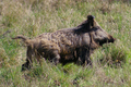 Cinghiale al trotto