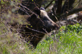 Cinghiale