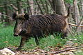 Cinghiale in movimento nella boscaglia