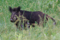 Cinghiale nell'erba incolta