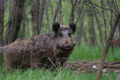 Grosso esemplare di cinghiale nella boscaglia