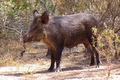 Cinghiale varietà sarda