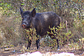 Cinghiale varietà sarda nella macchia mediterranea