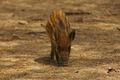 Cucciolo di cinghiale sardo