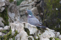 Colombaccio sulle rocce nel bosco