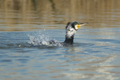 Cormorano che pesca