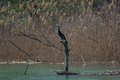 Cormorano sul posatoio sul fiume