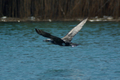 Cormorano in volo lungo il fiume