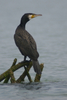 Cormorano sul posatoio