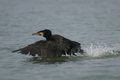 Cormorano in partenza sul mare