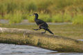 Cormorano che cammina sul tronco