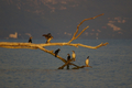 Cormorani sul posatoio