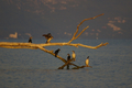 Cormorani sul posatoio