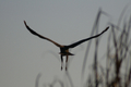 Falco di palude