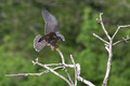 Il falco in equilibrio
