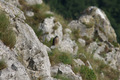 Il falchetto solitario