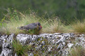 Il falco con la preda nel becco