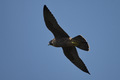 Il falco pellegrino