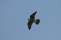 Il falco pellegrino in volo
