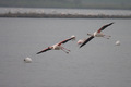 Fenicotteri sorvolano le acque della laguna