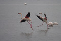 Fenicotteri danzanti sull'acqua