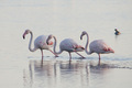 Fenicotteri rosa, in cammino sull'acqua