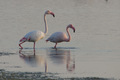 Fenicotteri rosa, nella luce serale