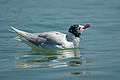 Gabbiano comune sul mare