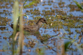 Gallinella d'acqua