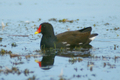 Gallinella d'acqua
