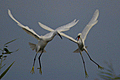 Garzette battibecchi in volo