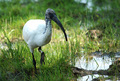 L'Ibis alla ricerca di cibo