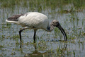 Ibis sacro, ripreso all' Isola della Cona