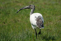 L'ibis in perlustrazione