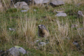 Marmotta