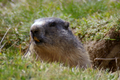 Marmotta