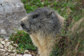 Marmotta all'ingresso della tana