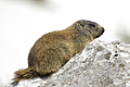 Marmotta sulle rocce