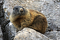 Marmotta esemplare adulto
