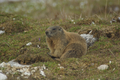 Marmotta sul prato