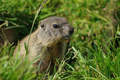 Cucciolo di marmotta tra l'erba