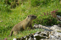 Cucciolo di marmotta in perlustrazione
