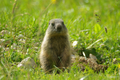 Cucciolo di marmotta in atteggiamento vigile