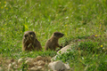 Marmotta con il suo piccolo