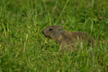 Cucciolo di marmotta al pascolo