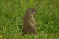 Cucciolo di marmotta vigile sul prato