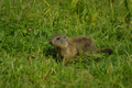 Cucciolo di marmotta nel prato